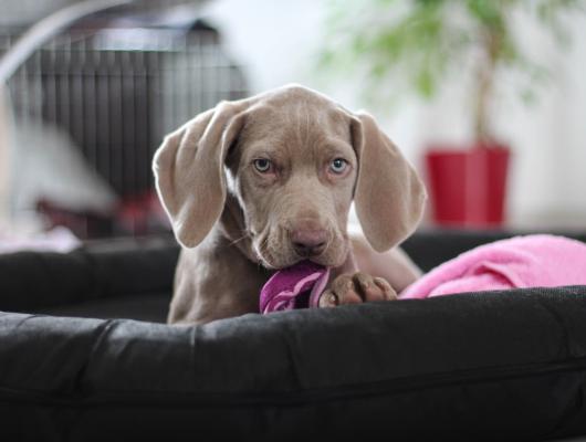 Psi a mazlíčci pozitivně ovlivňují naše zdraví a náladu